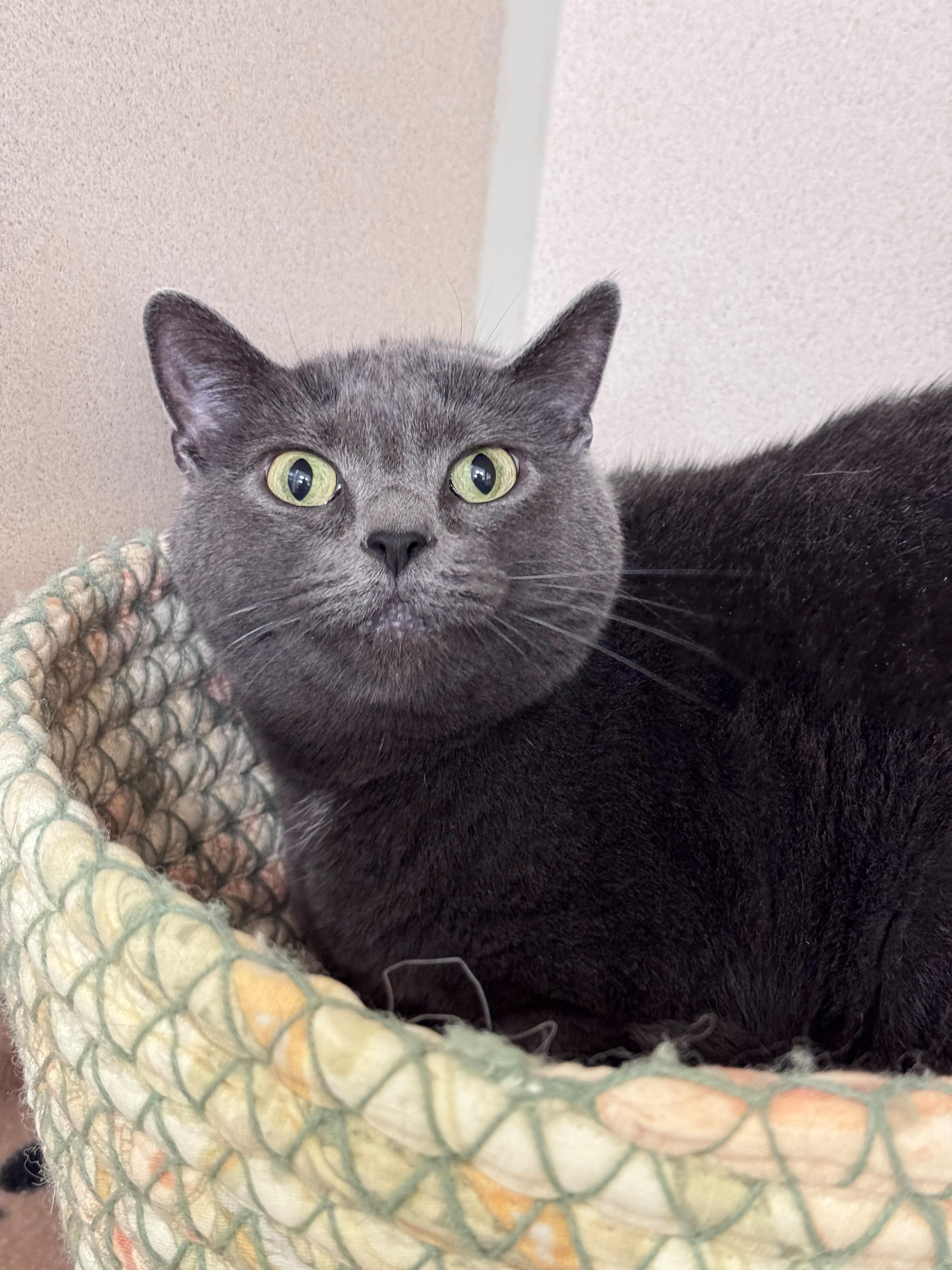 Poppy, ADOPTABLE, Adult Male Domestic Short Hair.