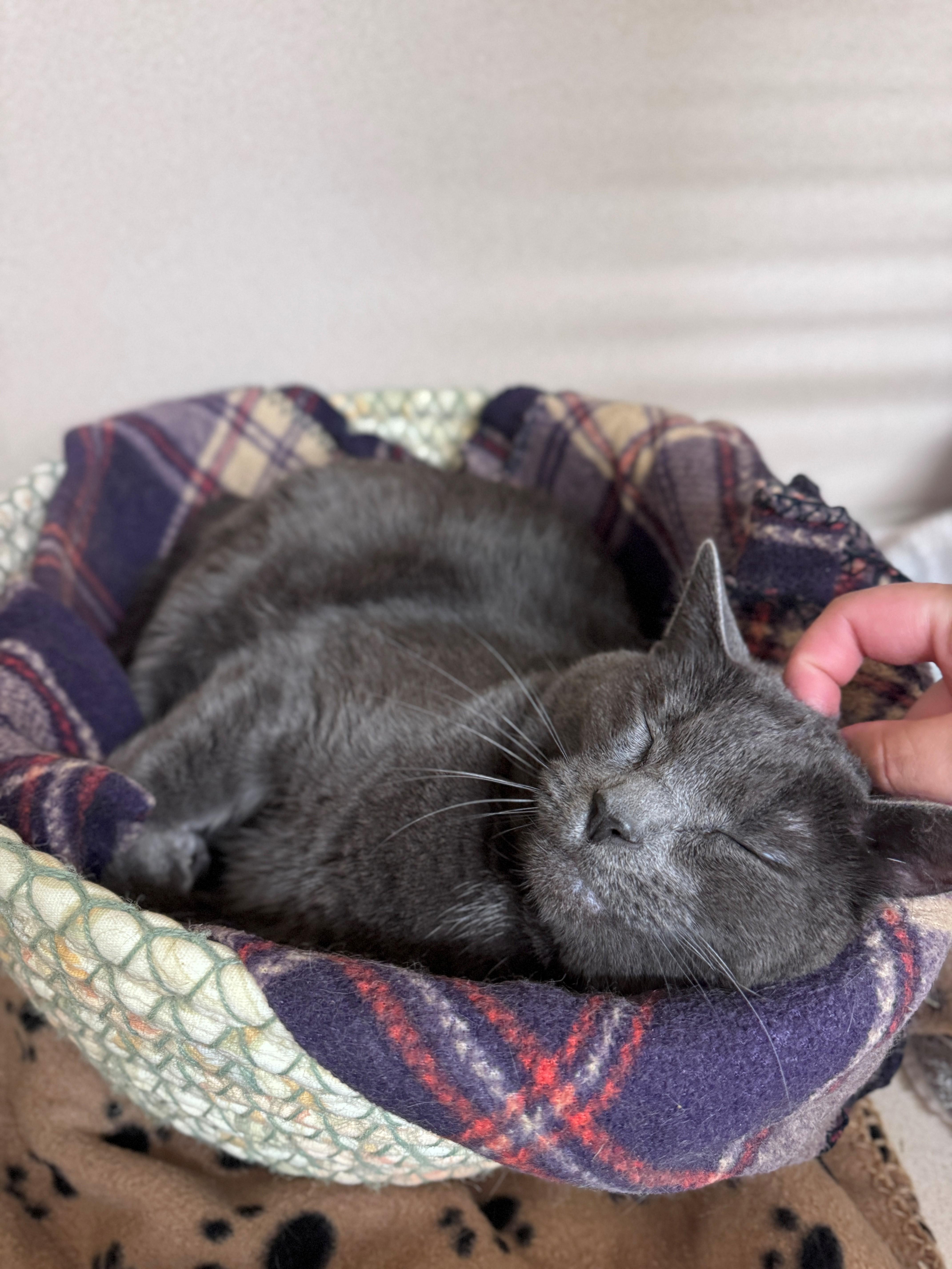 Enlarge Poppy, a ADOPTABLE Domestic Short Hair in Hackensack, MN image 4/4