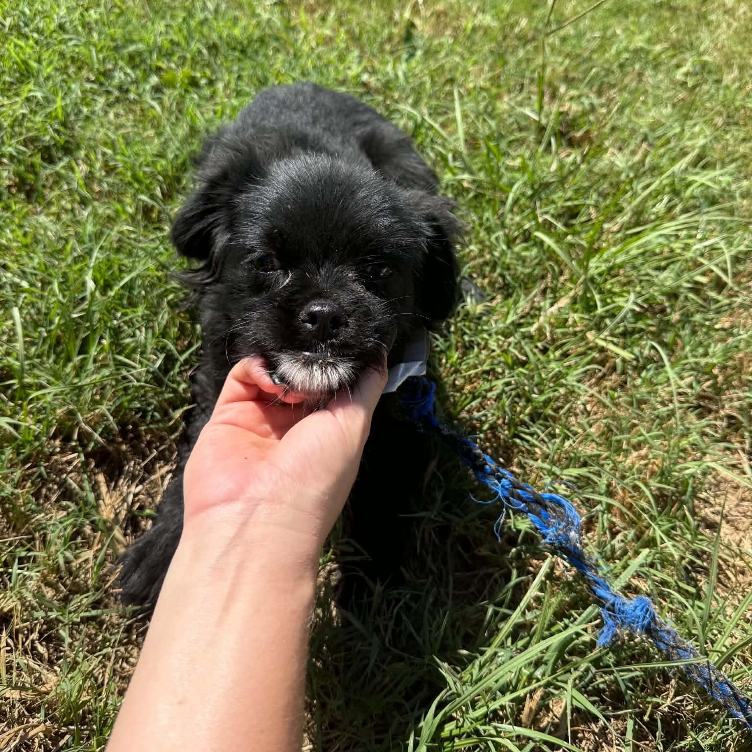 Enlarge Amren, a Adoptable mixed breed in Greenville, SC image 6/6