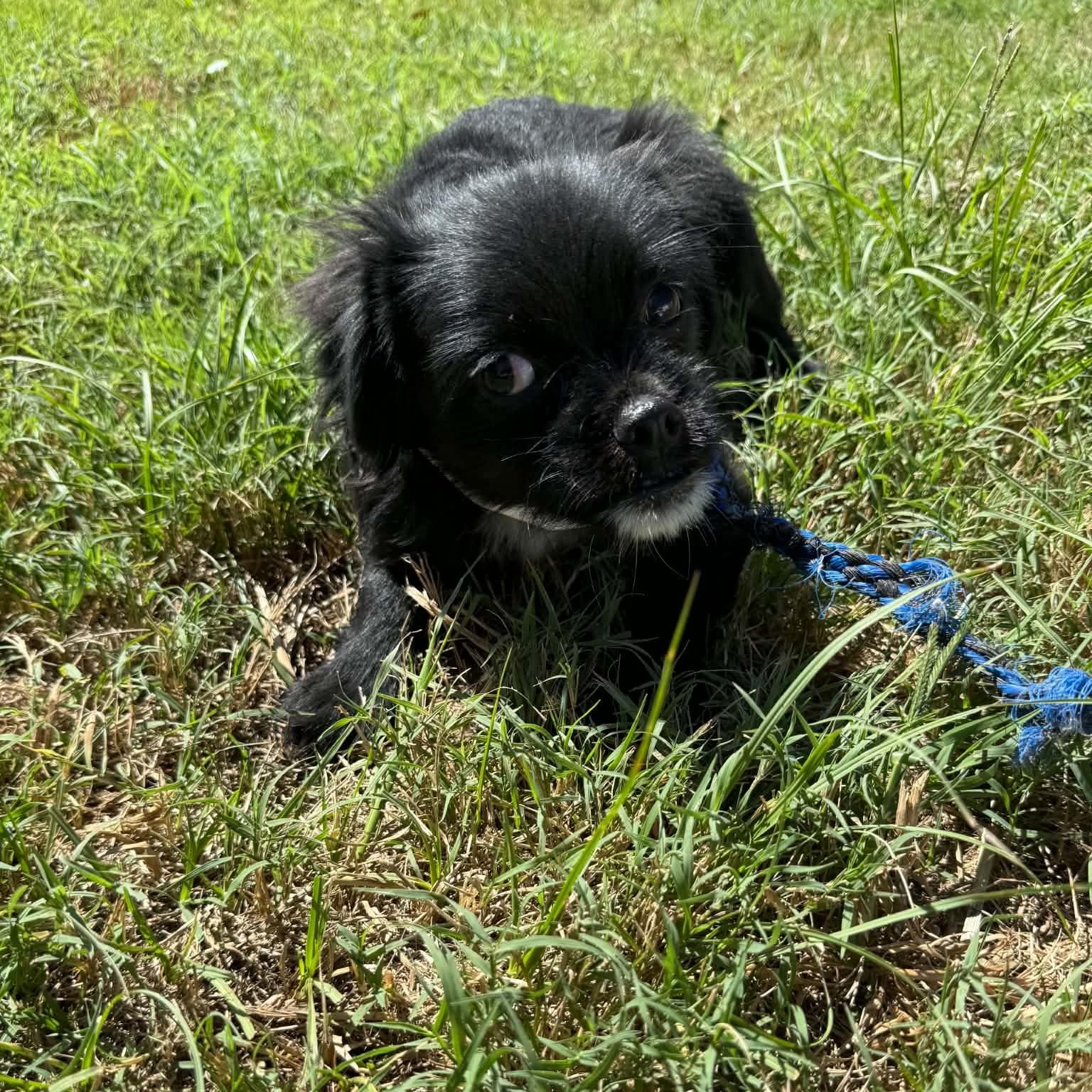 Enlarge Amren, a Adoptable mixed breed in Greenville, SC image 3/6