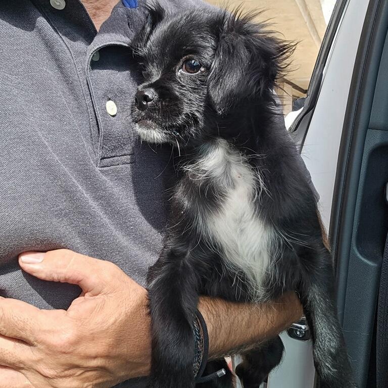 Enlarge Amren, a Adoptable mixed breed in Greenville, SC image 1/6
