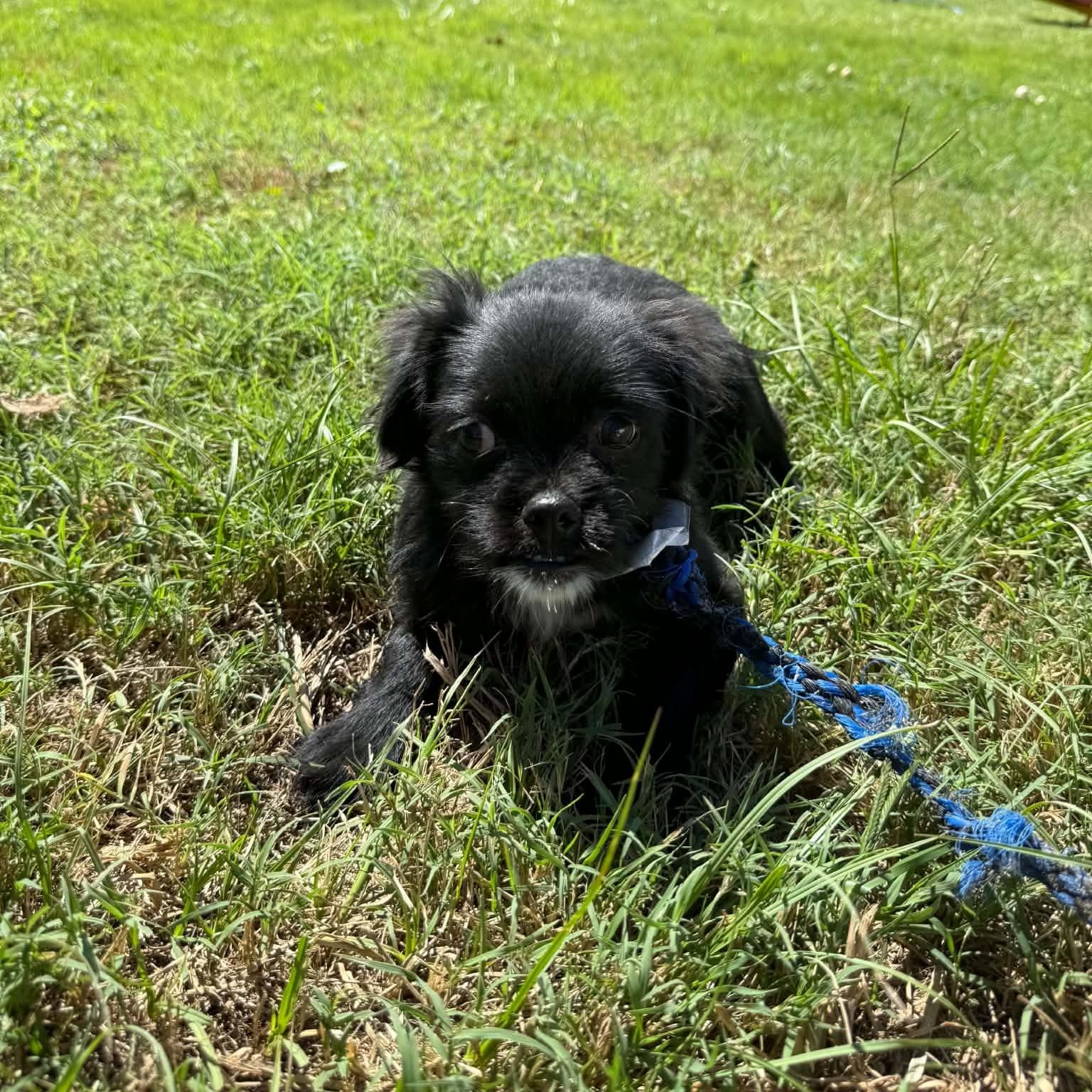 Enlarge Amren, a Adoptable mixed breed in Greenville, SC image 5/6