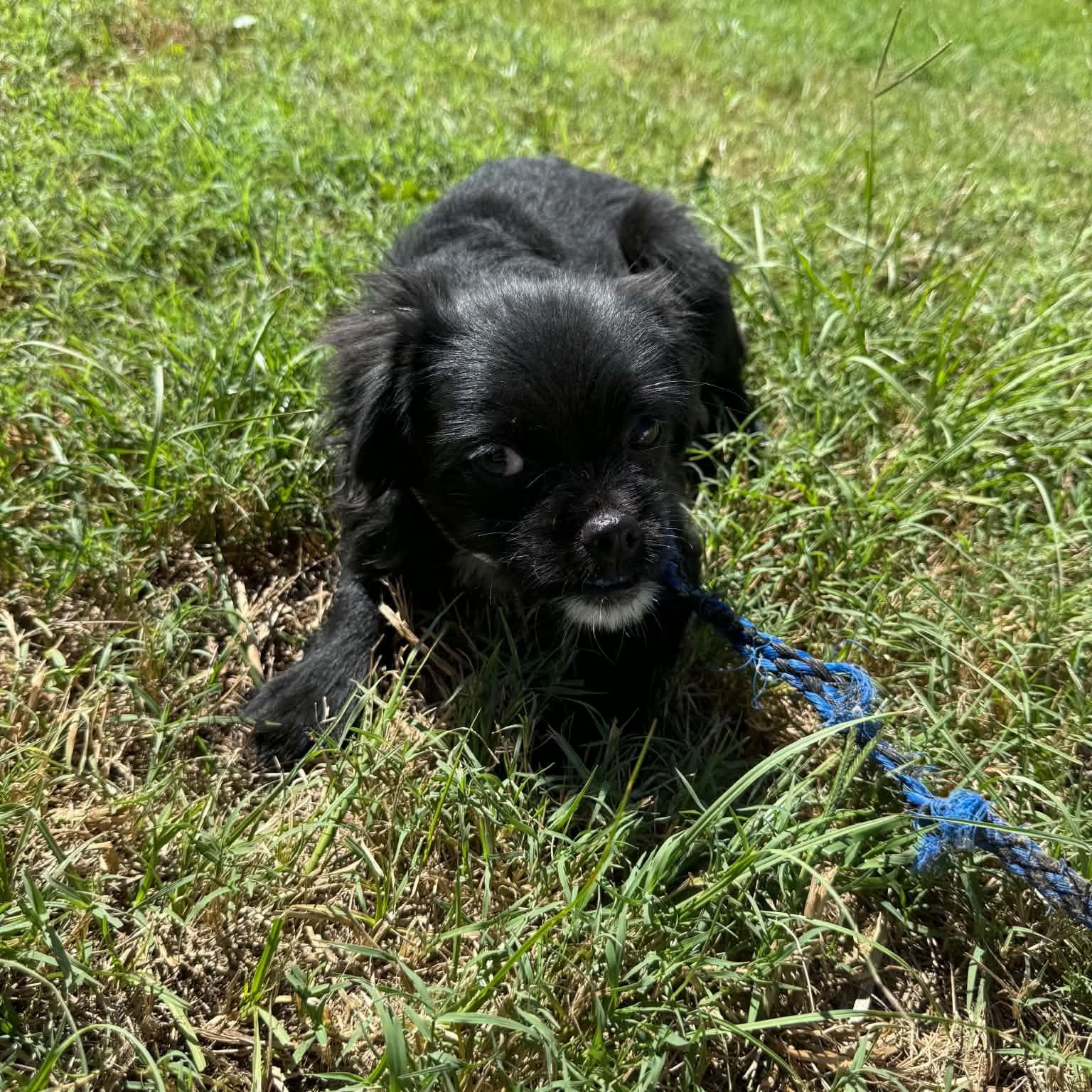 Enlarge Amren, a Adoptable mixed breed in Greenville, SC image 4/6