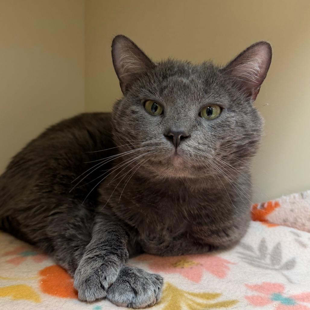 Coal, a Adoptable Domestic Short Hair in Cody, WY image 1/3