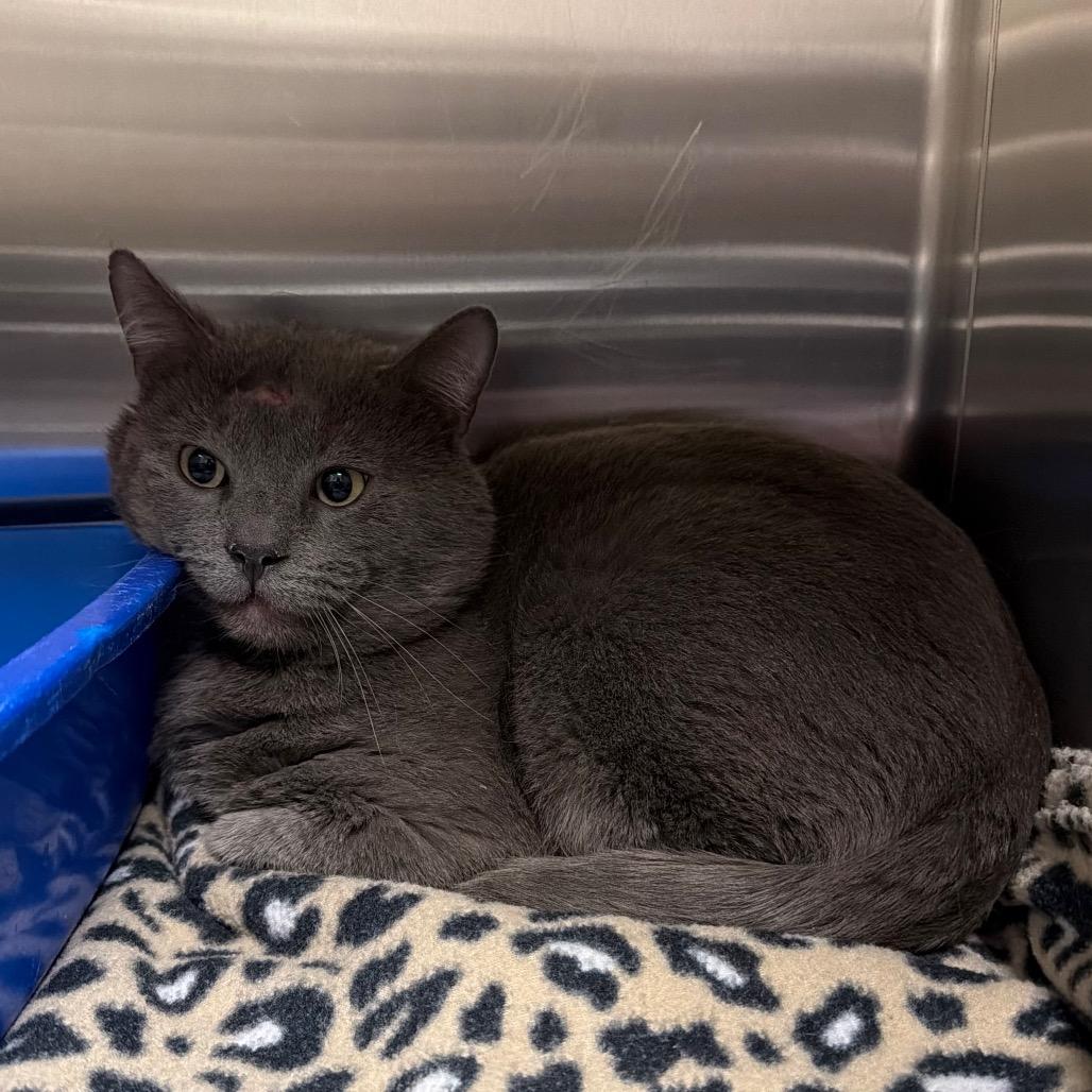 Coal, a Adoptable Domestic Short Hair in Cody, WY image 2/3