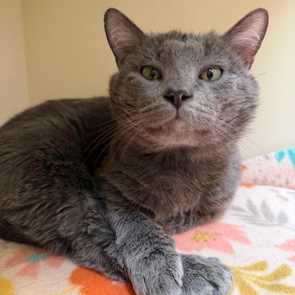 Coal, a Adoptable Domestic Short Hair in Cody, WY image 3/3