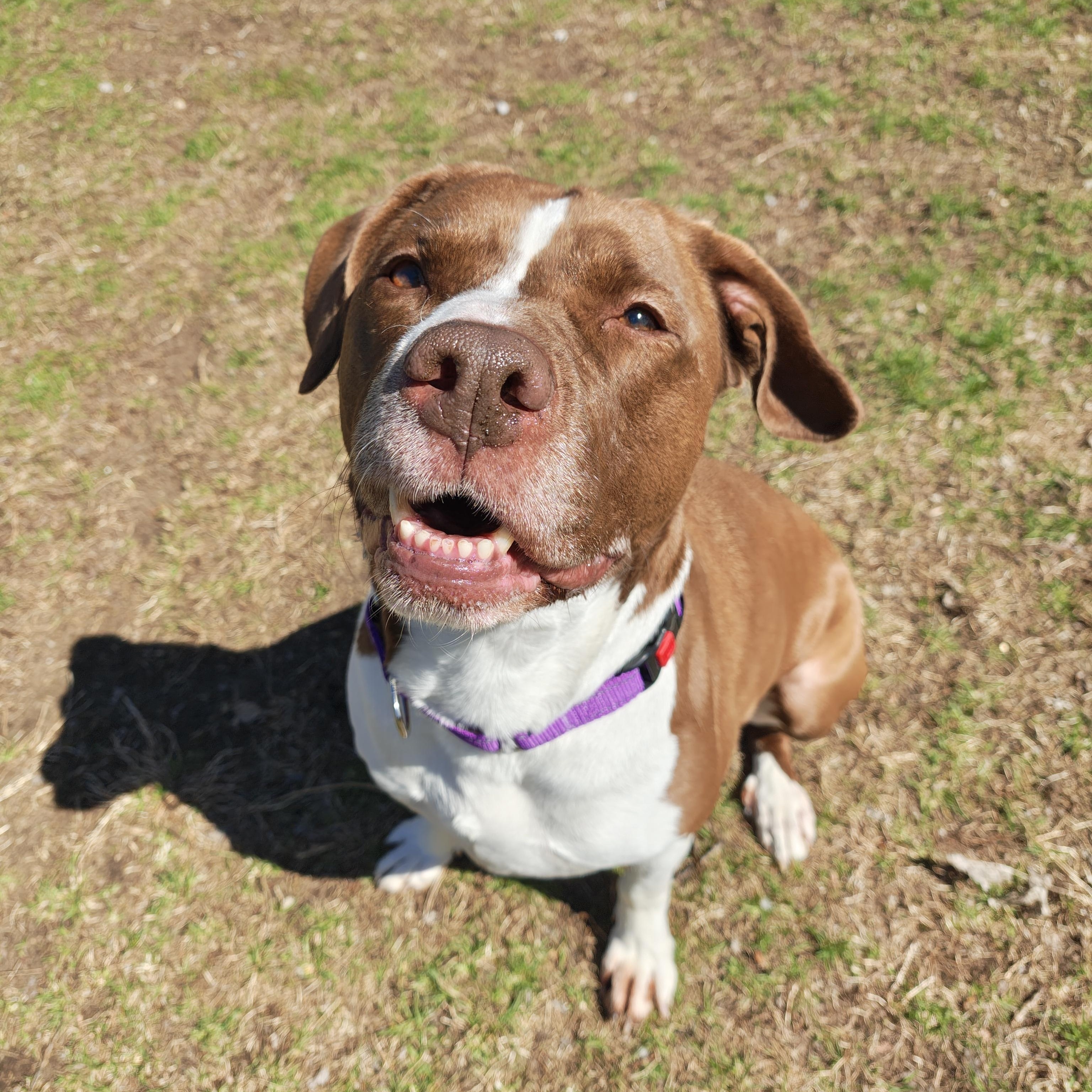 Enlarge Novah, a Adoptable Pit Bull Terrier in Oconto, WI image 2/2