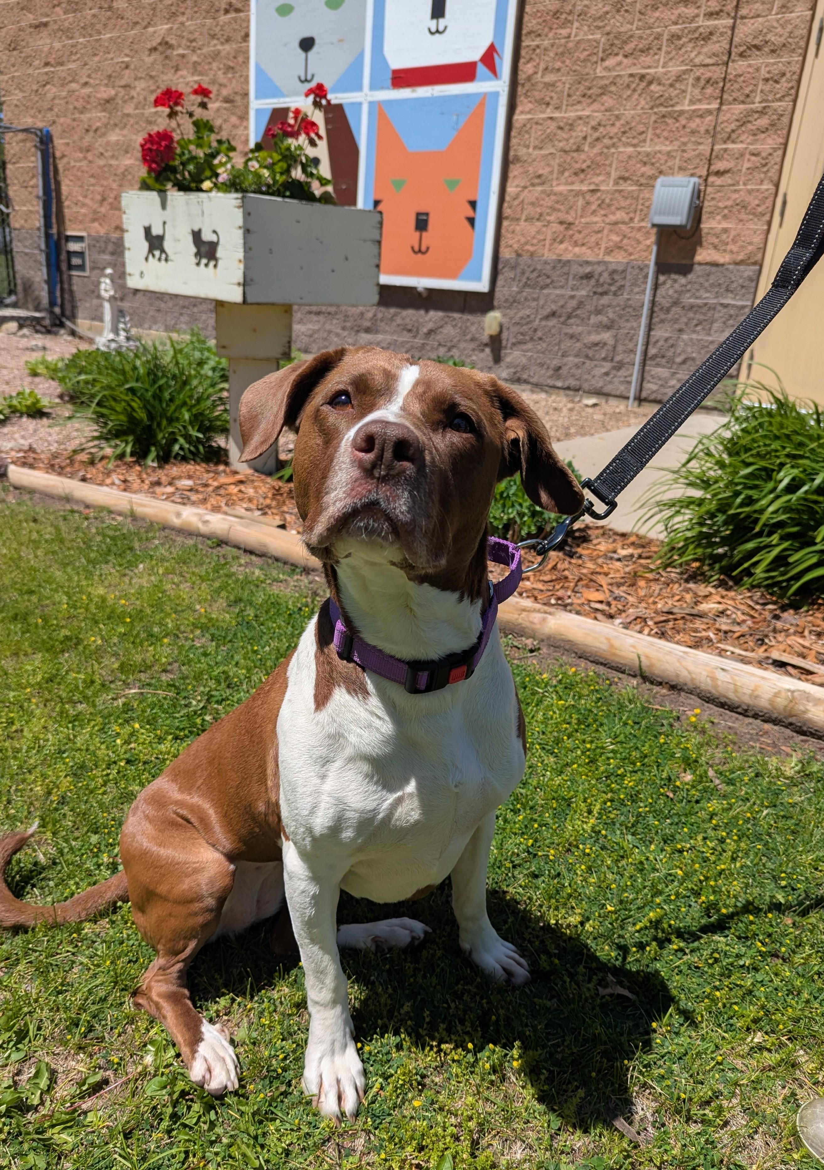 Novah, an adoptable Pit Bull Terrier in Oconto, WI image 1/5