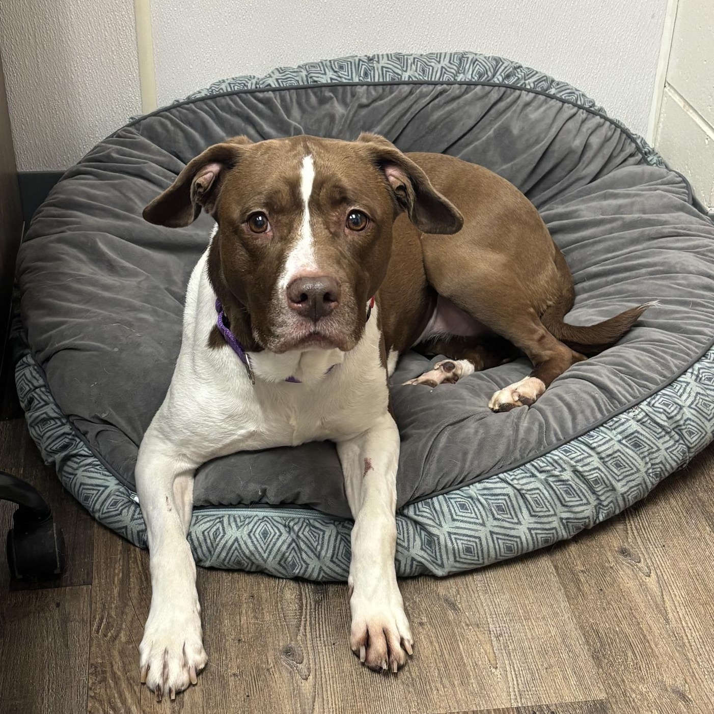 Enlarge Novah, a Adoptable Pit Bull Terrier in Oconto, WI image 1/4