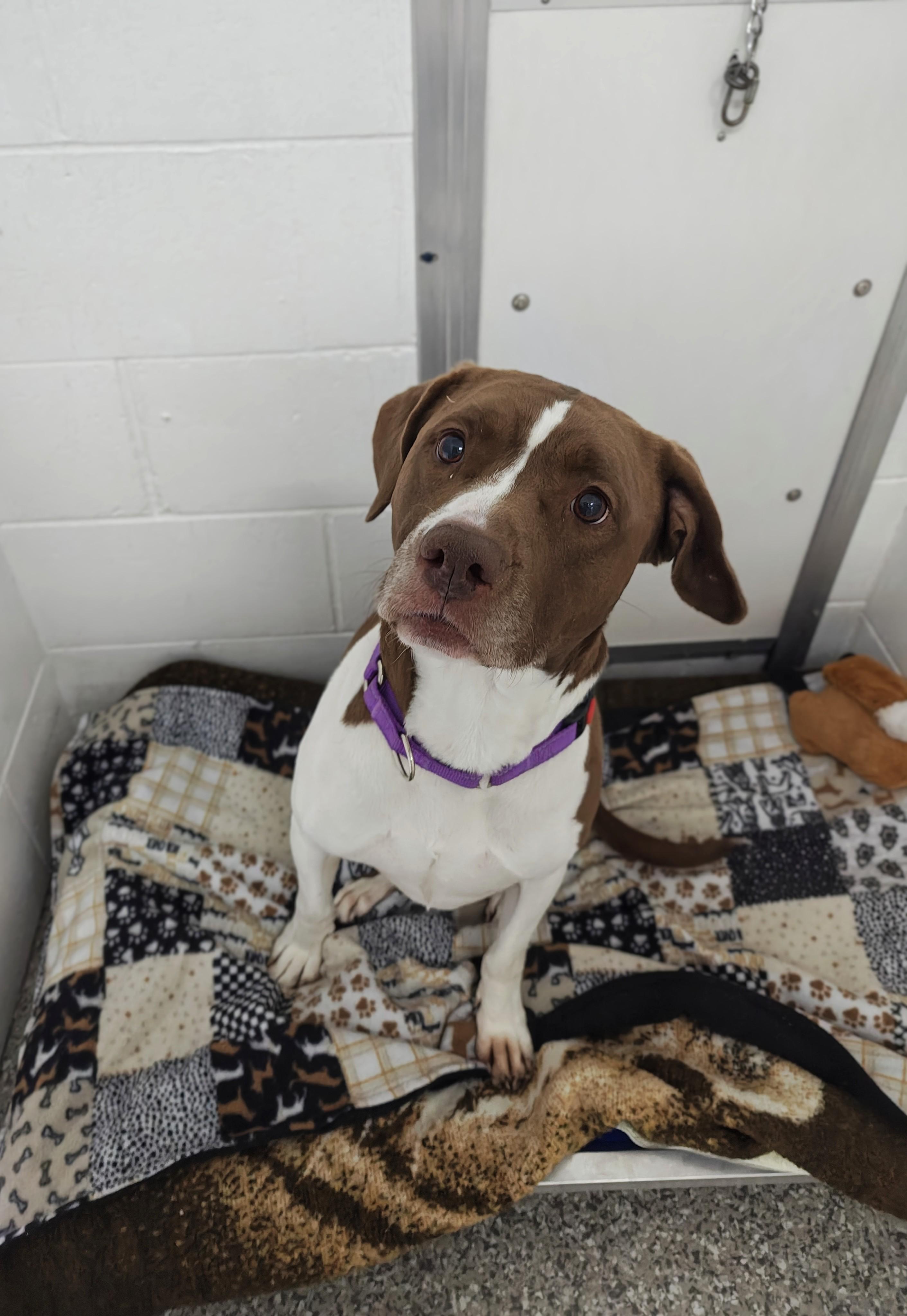 Enlarge Novah, a Adoptable Pit Bull Terrier in Oconto, WI image 2/4