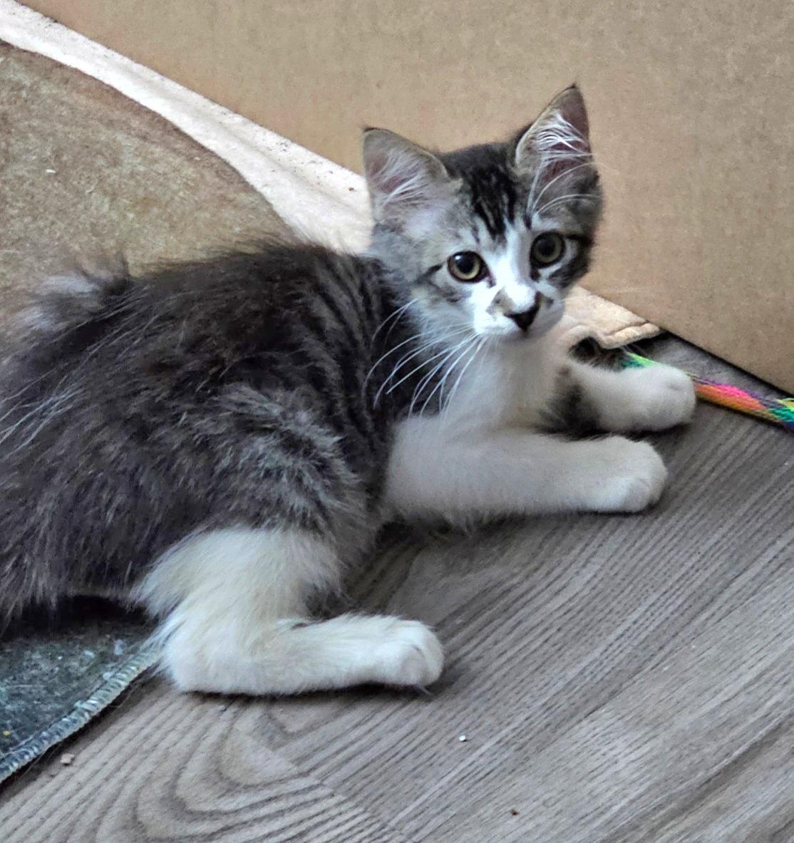 TEMPO, Adopted, Kitten Male Domestic Long Hair & Maine Coon.