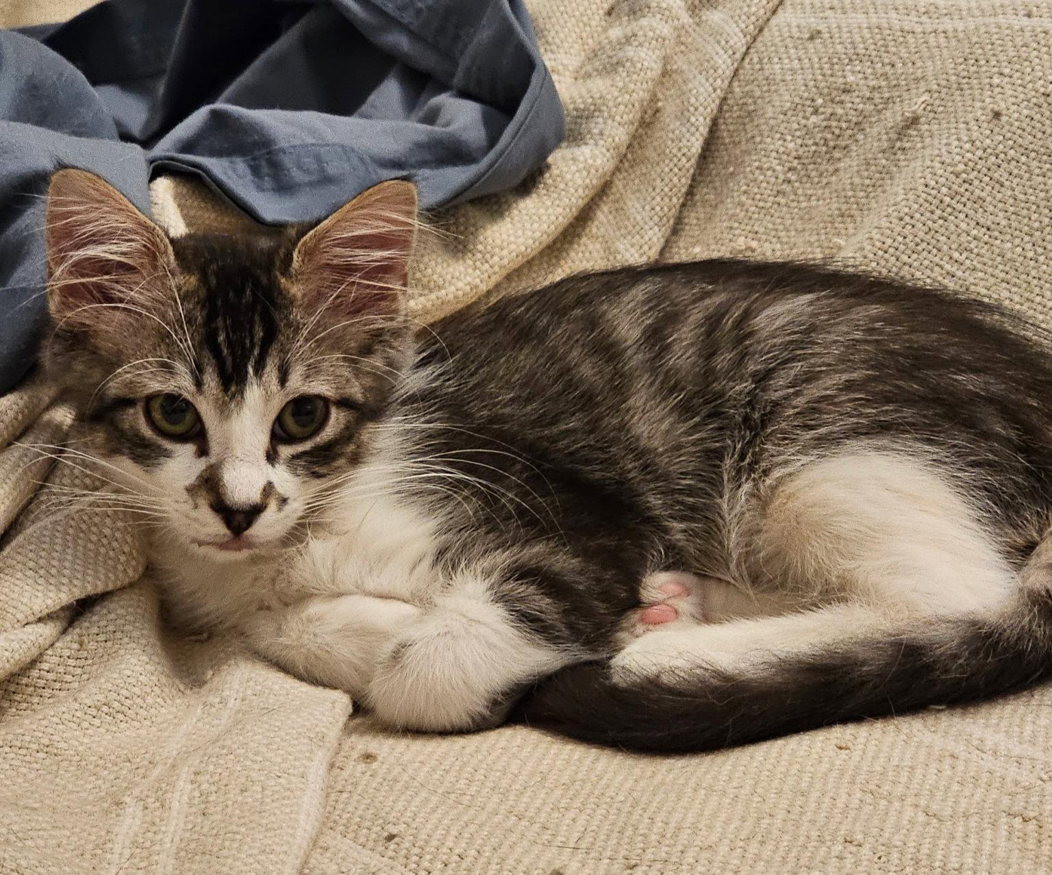 TEMPO, a Adopted mixed breed in San Antonio, TX image 3/3