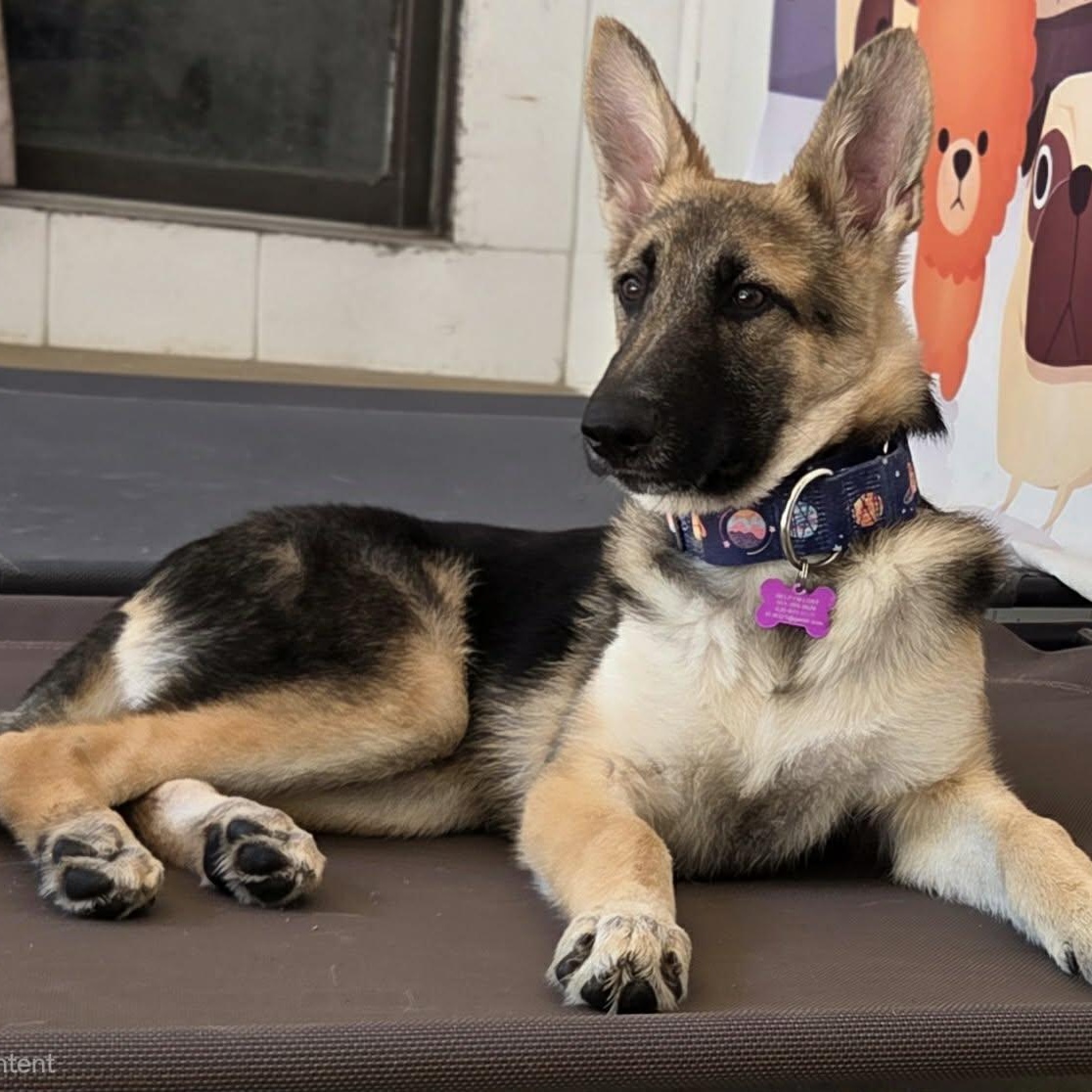 Enlarge Whiskey, an adopted German Shepherd Dog in O'Fallon, MO image 3/6