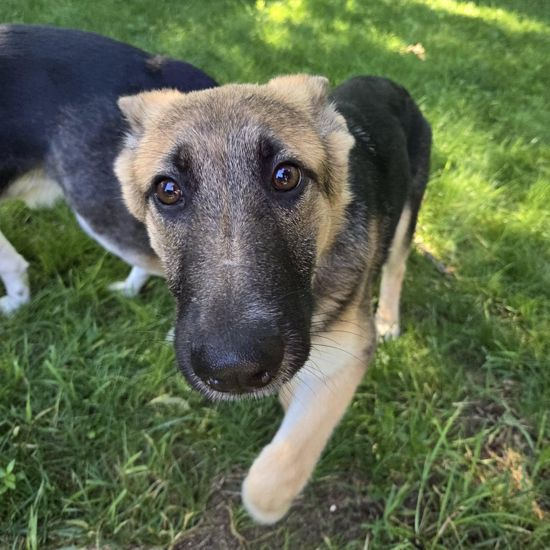 Enlarge Whiskey, an adopted German Shepherd Dog in O'Fallon, MO image 5/6