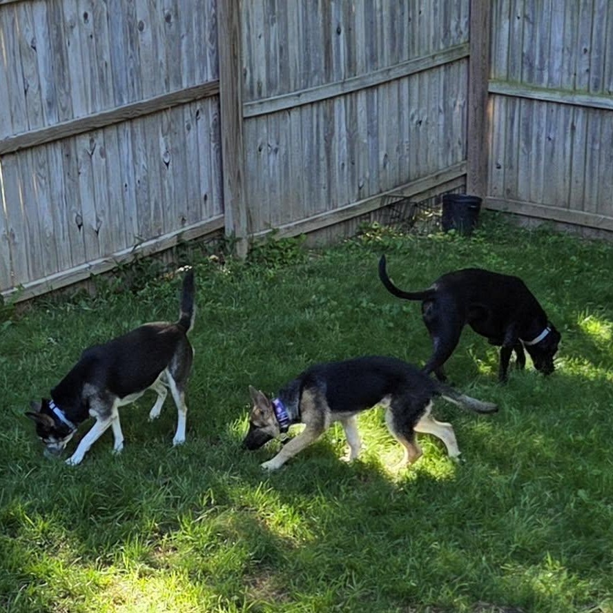 Enlarge Whiskey, an adopted German Shepherd Dog in O'Fallon, MO image 4/6
