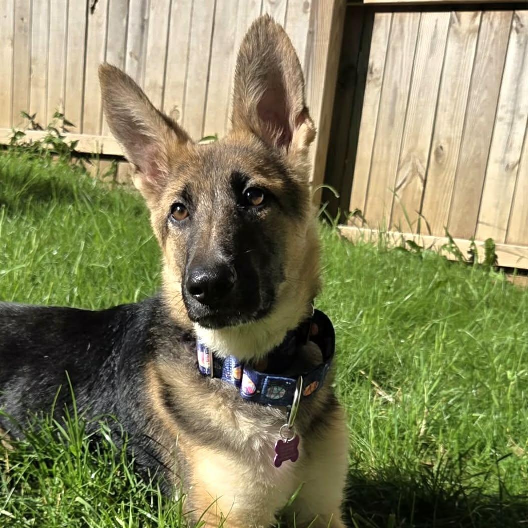 Enlarge Whiskey, an adopted German Shepherd Dog in O'Fallon, MO image 2/6