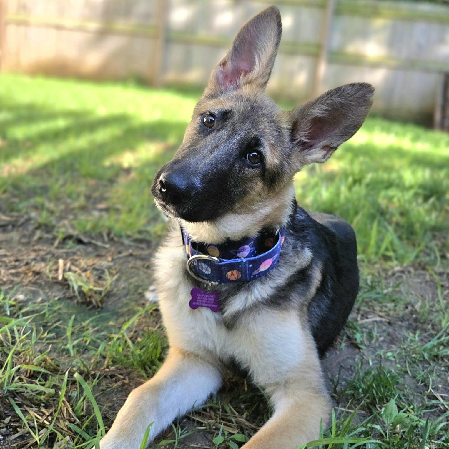 Whiskey, adopted, Young Male German Shepherd Dog.