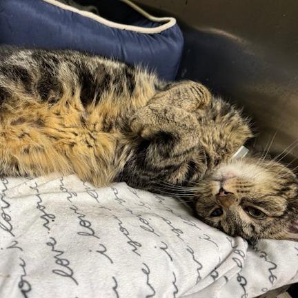 Enlarge Bubby, a Adoptable Domestic Short Hair in Edwardsville, IL image 1/3