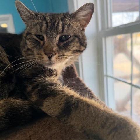 Enlarge Bubby, a Adoptable Domestic Short Hair in Edwardsville, IL image 2/3