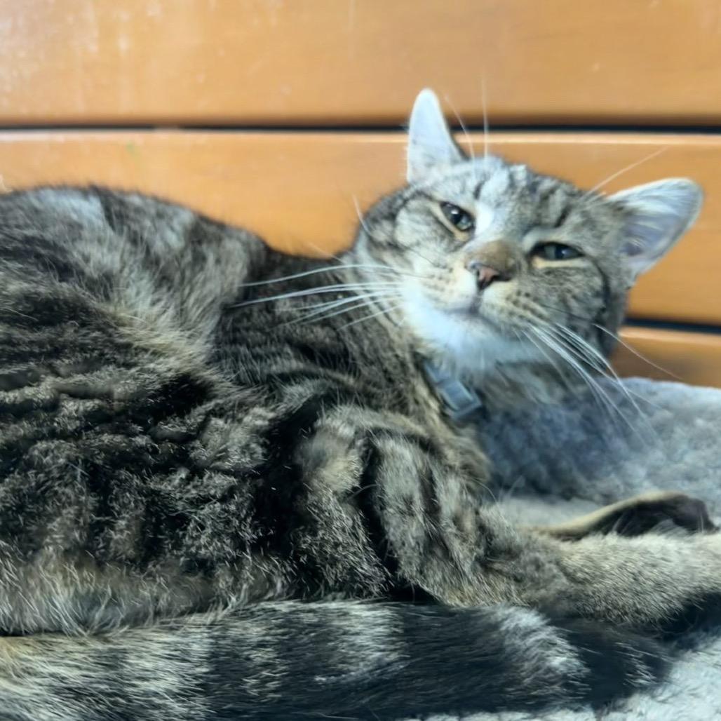 Enlarge Bubby, a Adoptable Domestic Short Hair in Edwardsville, IL image 3/6