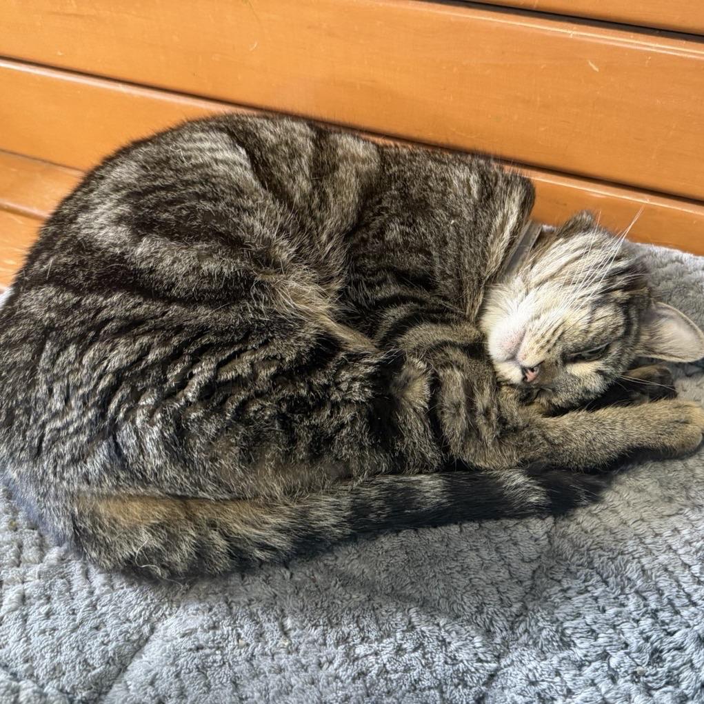 Enlarge Bubby, a Adoptable Domestic Short Hair in Edwardsville, IL image 4/6