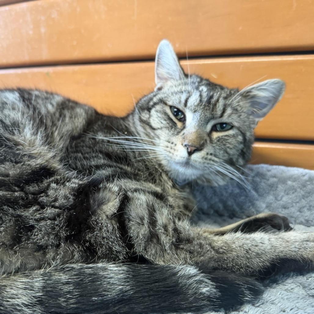 Enlarge Bubby, a Adoptable Domestic Short Hair in Edwardsville, IL image 5/6