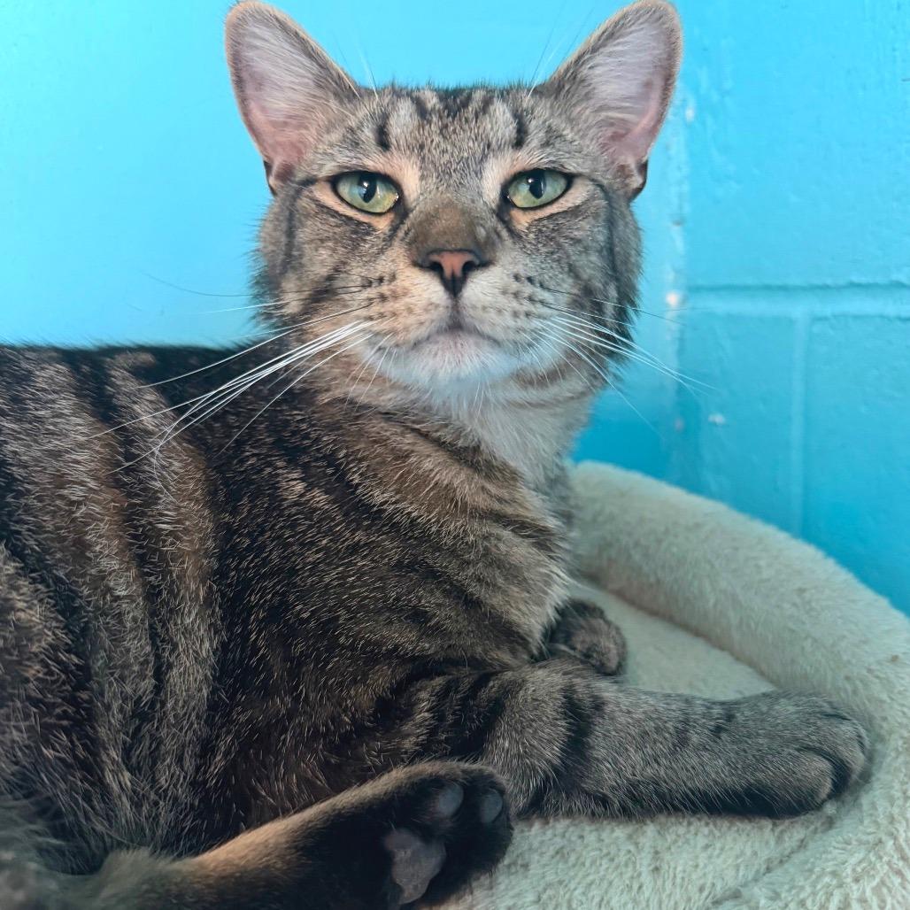 Bubby, a Adoptable Domestic Short Hair in Edwardsville, IL image 6/6