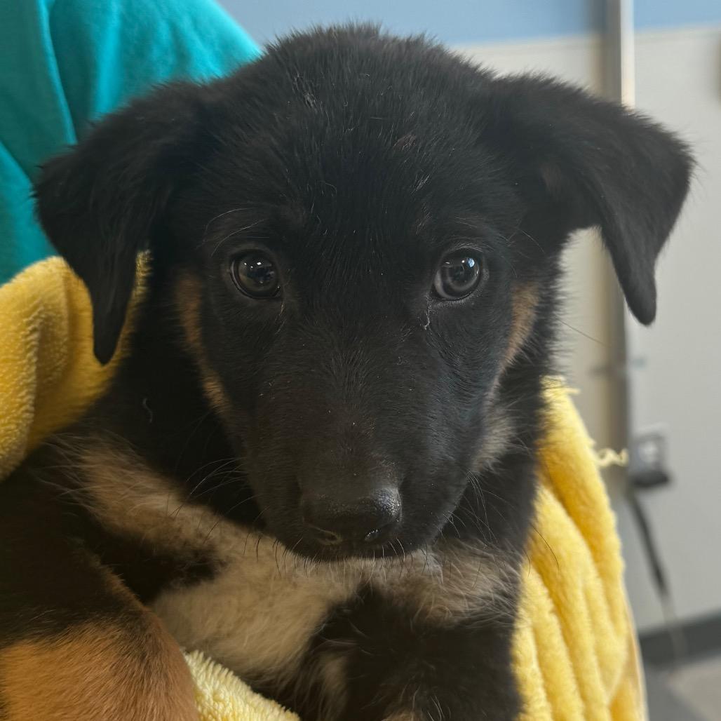908 (2026) Alex, a Adoptable mixed breed in Parker, CO image 2/6