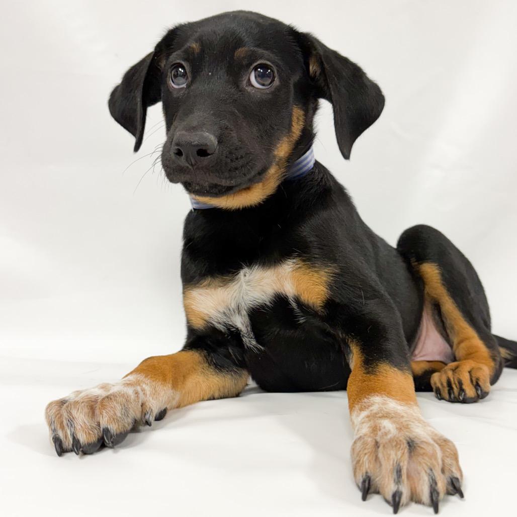 908 (2026) Alex, a Adoptable mixed breed in Parker, CO image 3/6