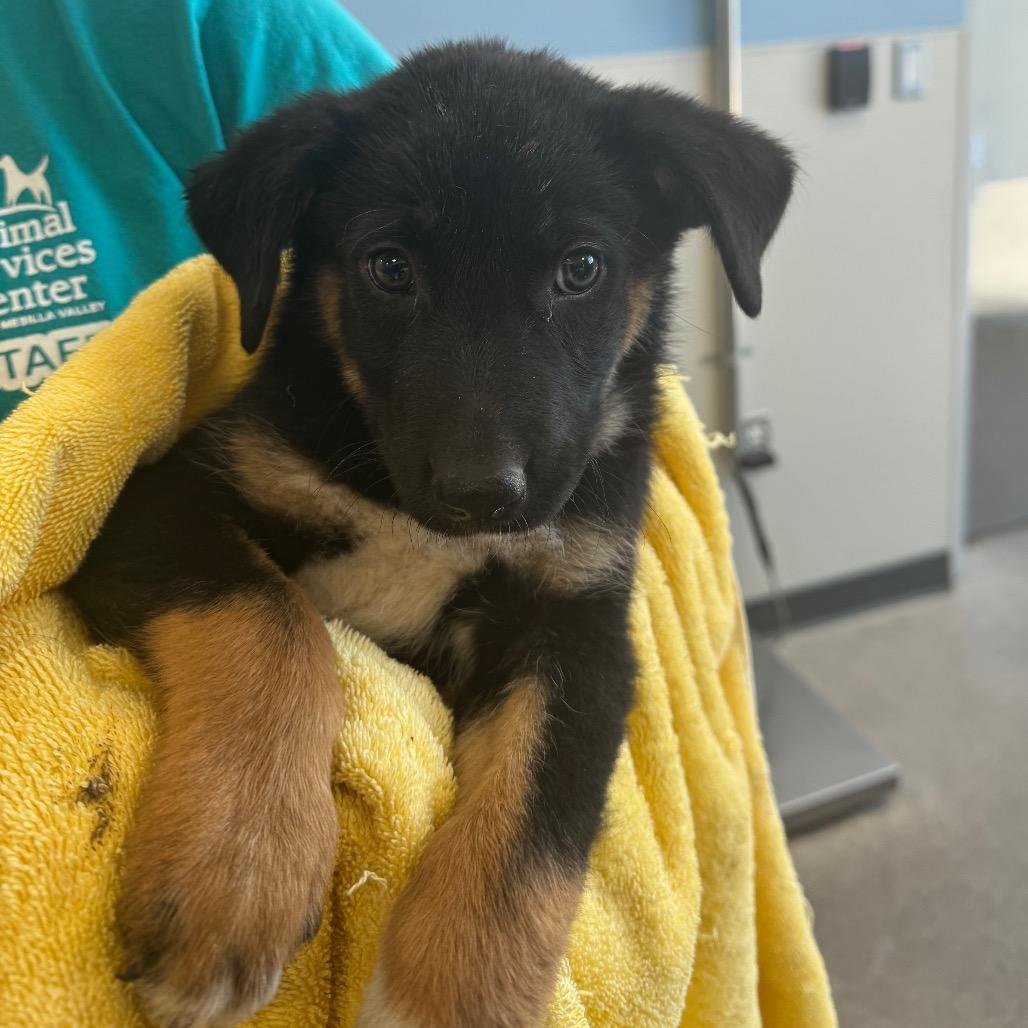 908 (2026) Alex, a Adoptable mixed breed in Parker, CO image 4/6