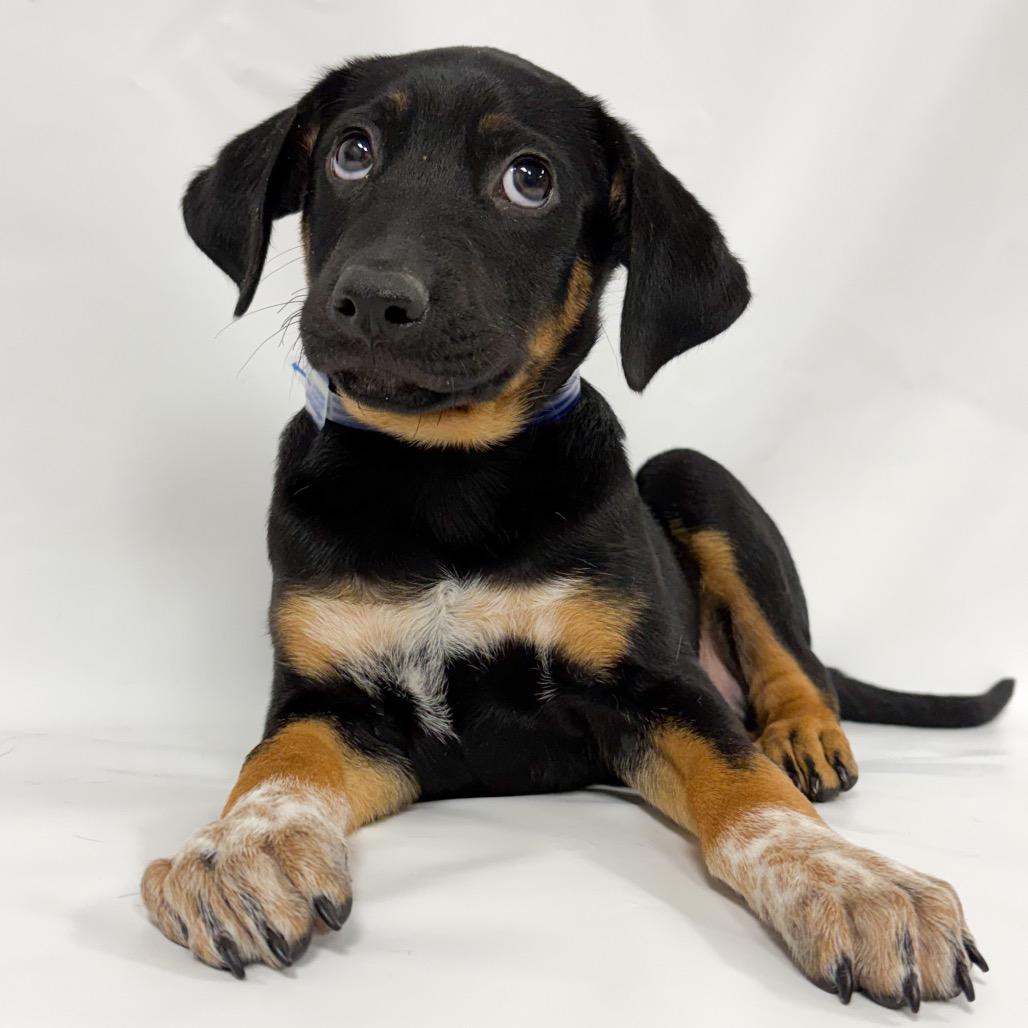 908 (2026) Alex, a Adoptable mixed breed in Parker, CO image 5/6