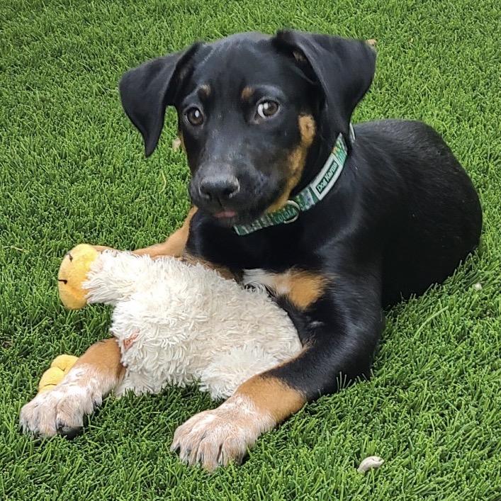 908 (2026) Alex, a Adoptable mixed breed in Parker, CO image 6/6