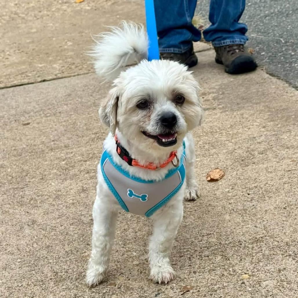 Rocky, Adoptable, Adult Male Mixed Breed & None.
