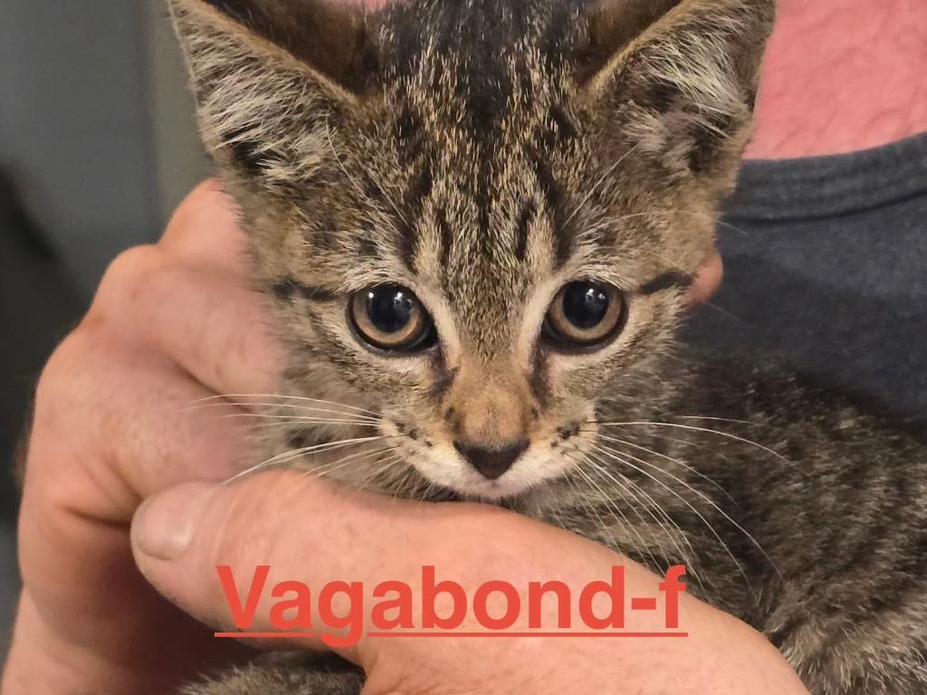 Vagabond 26, Adoptable, Kitten Female Tabby & Domestic Short Hair.