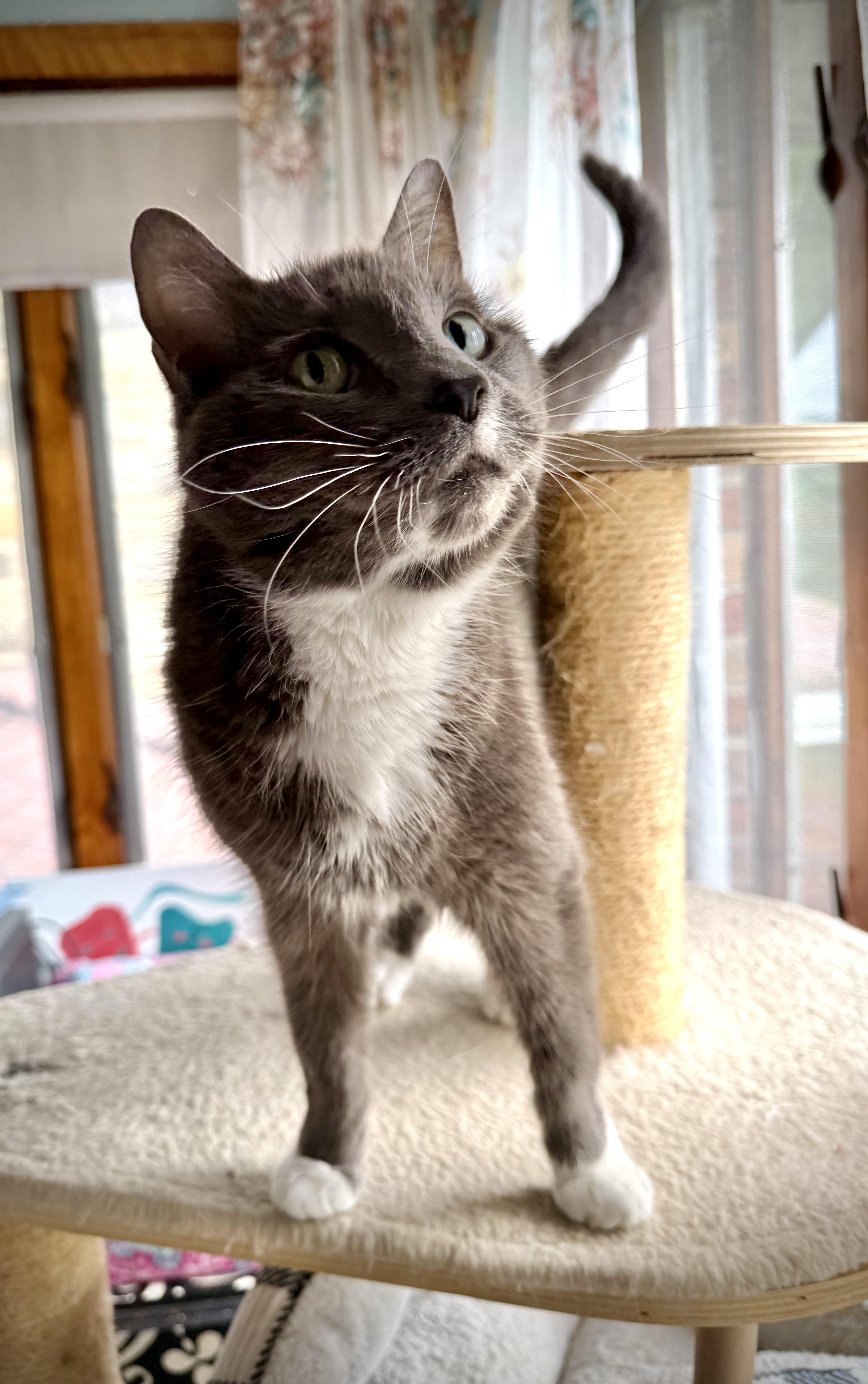 Gracie, a Adoptable Domestic Short Hair in Youngstown, OH image 2/4