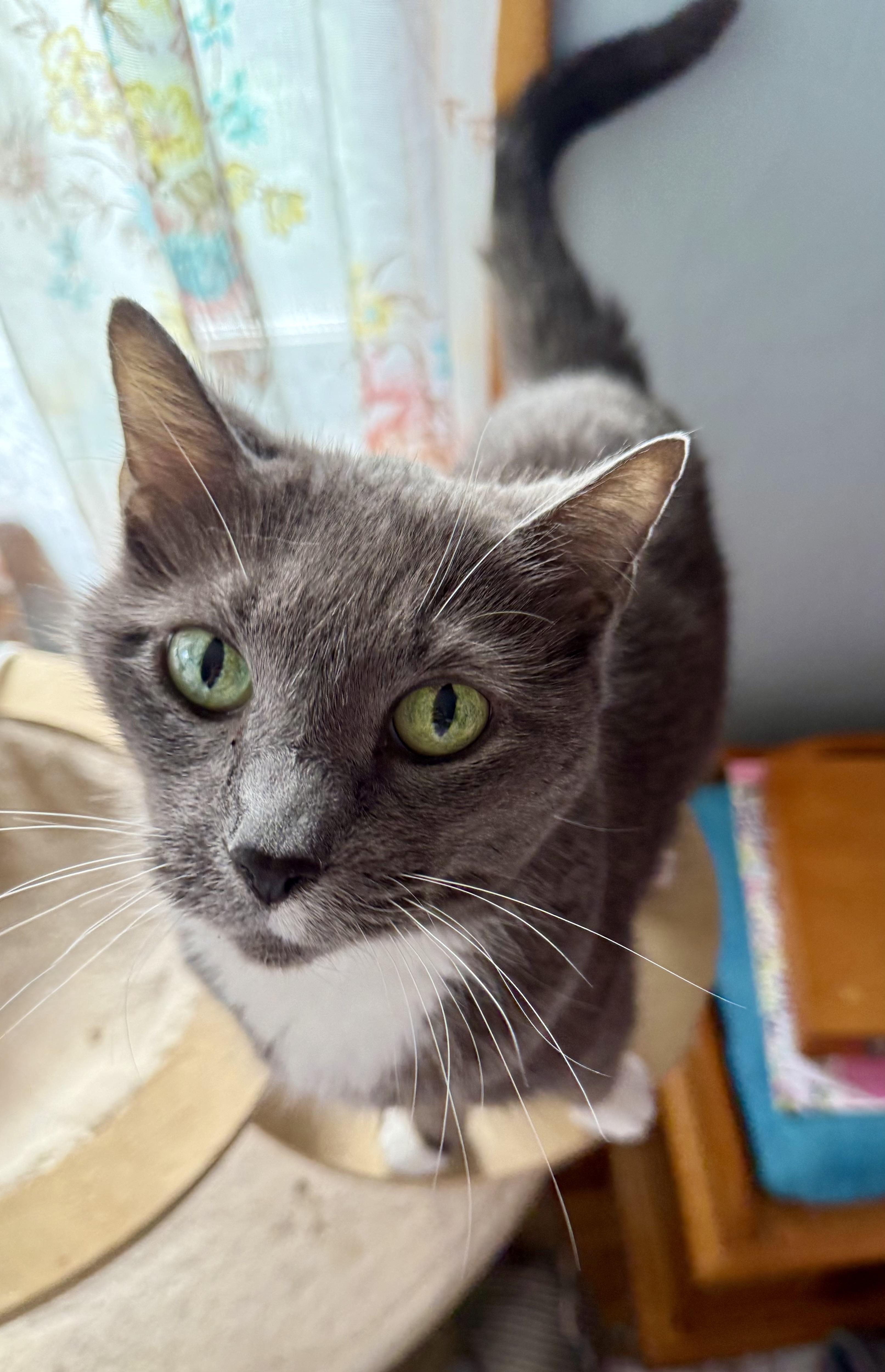 Gracie, a Adoptable Domestic Short Hair in Youngstown, OH image 1/4