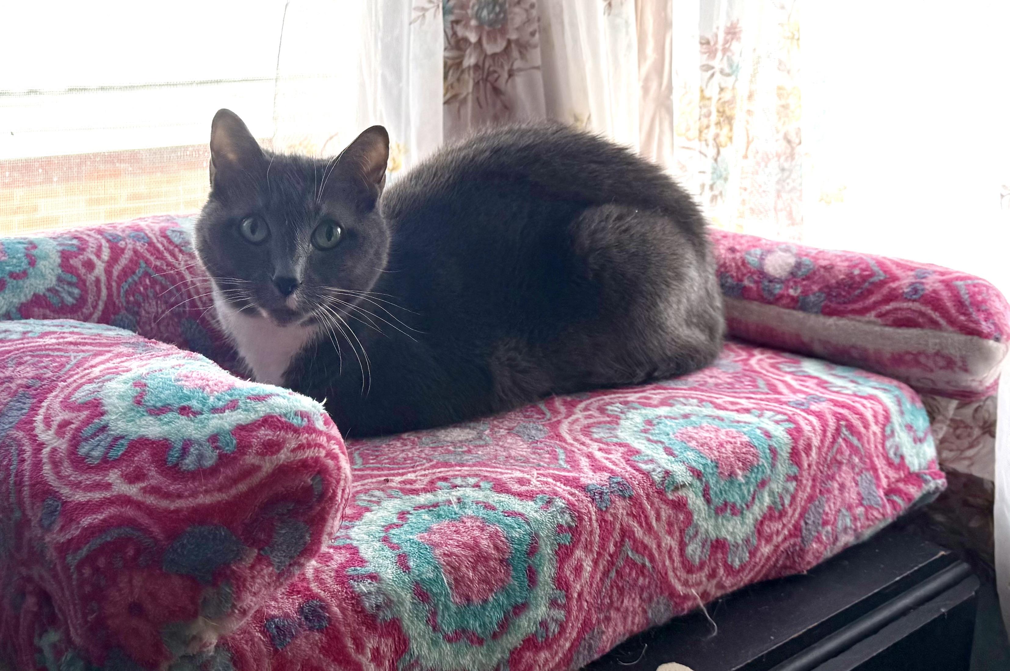 Gracie, a Adoptable Domestic Short Hair in Youngstown, OH image 3/4