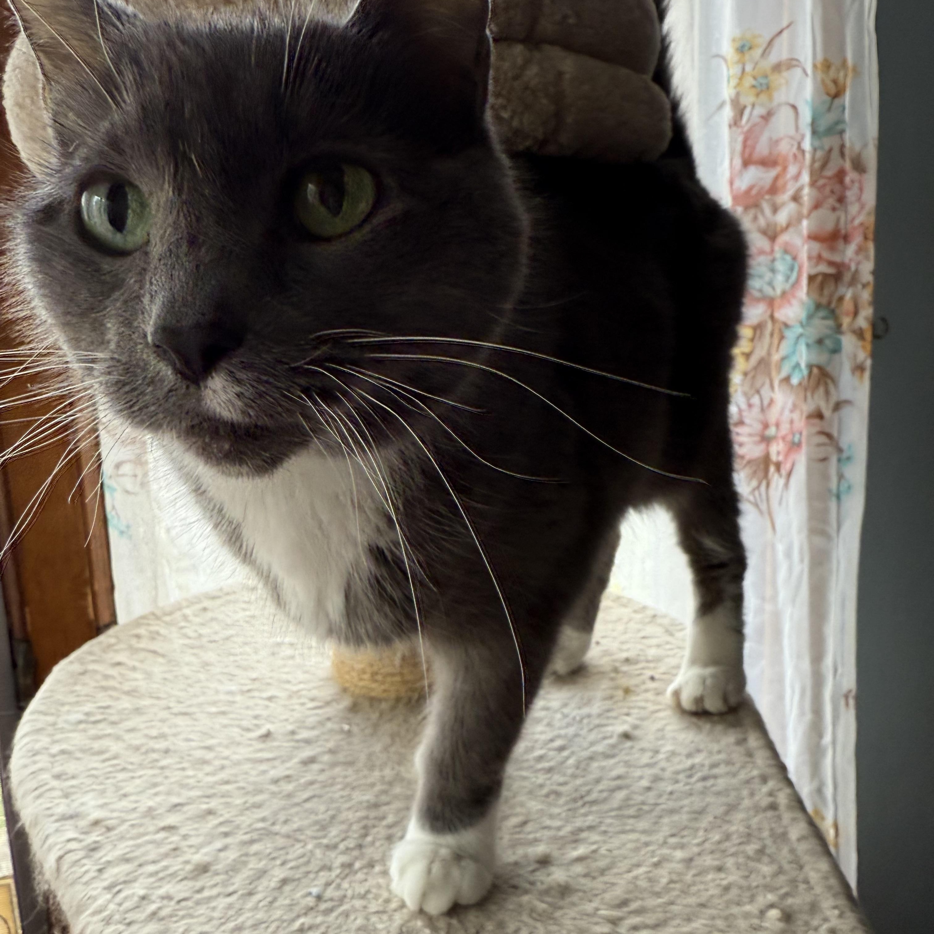 Gracie, a Adoptable Domestic Short Hair in Youngstown, OH image 4/4