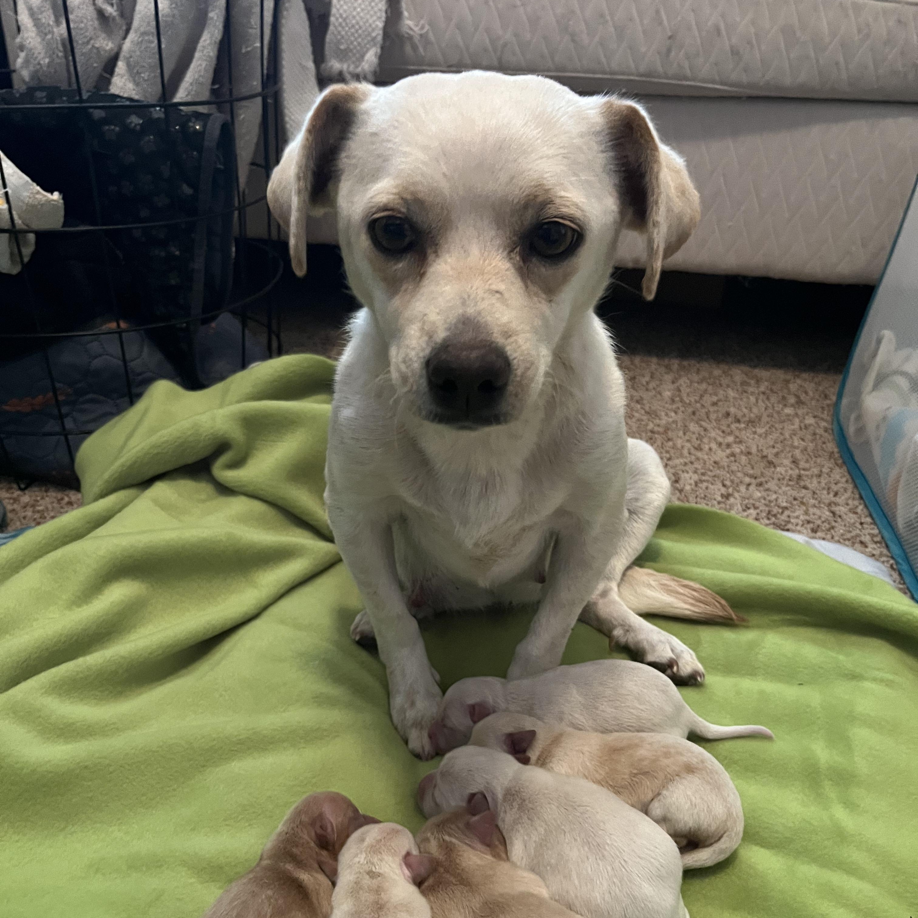 Noelle, a ADOPTABLE mixed breed in El Paso, TX image 2/6