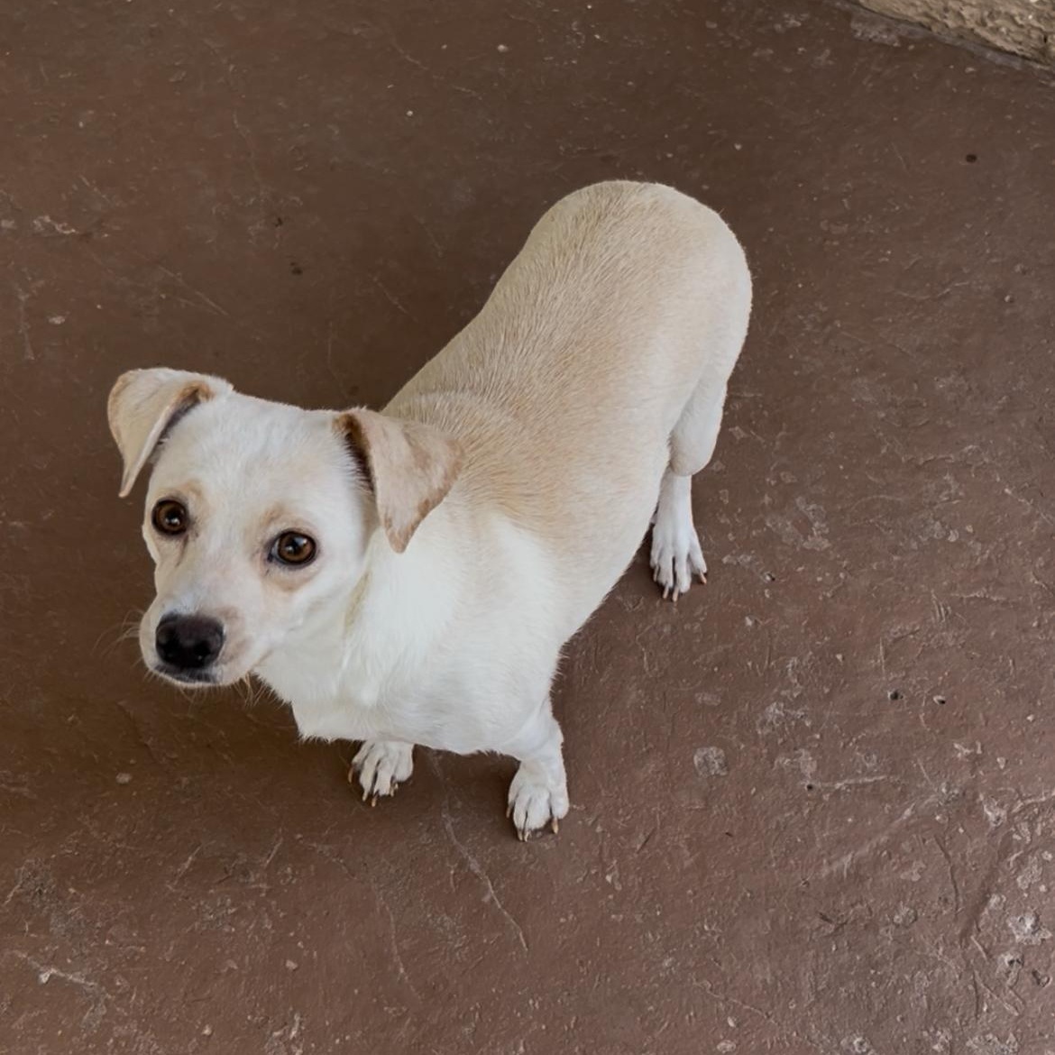 Noelle, a ADOPTABLE mixed breed in El Paso, TX image 1/6