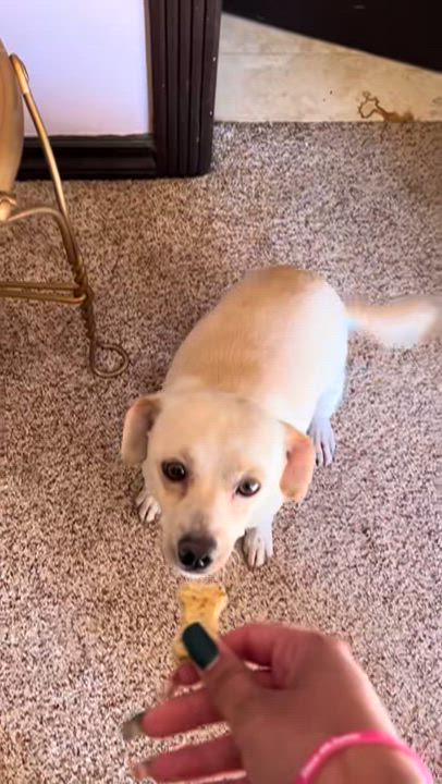 Enlarge Noelle, a ADOPTABLE mixed breed in El Paso, TX video 4/6