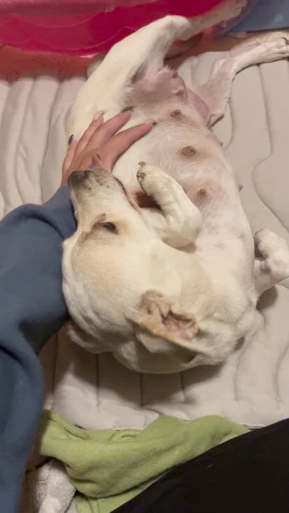 Enlarge Noelle, a ADOPTABLE mixed breed in El Paso, TX video 3/6