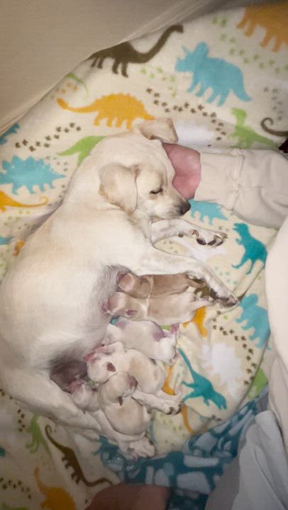 Enlarge Noelle, a ADOPTABLE mixed breed in El Paso, TX video 6/6