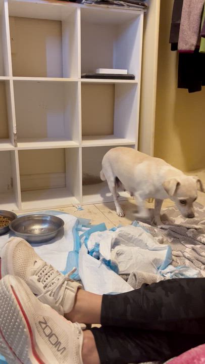 Enlarge Noelle, a ADOPTABLE mixed breed in El Paso, TX video 5/6