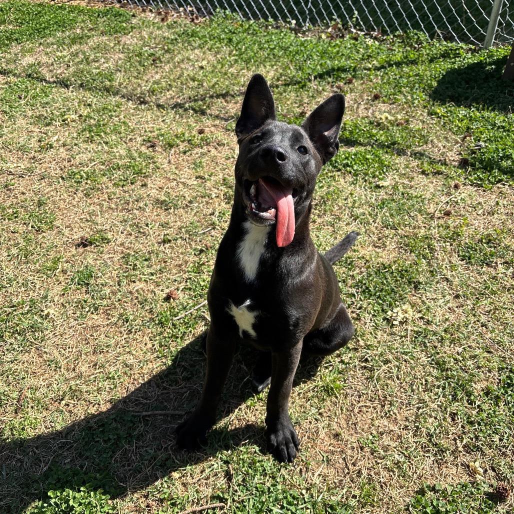 Enlarge Nox, a Adoptable Mixed Breed in Roxboro, NC image 1/6