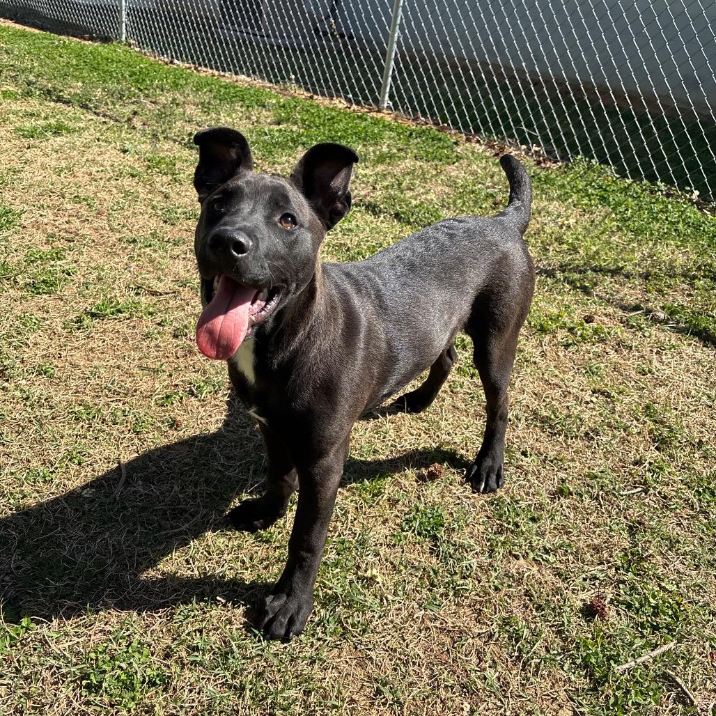 Enlarge Nox, a Adoptable Mixed Breed in Roxboro, NC image 2/6