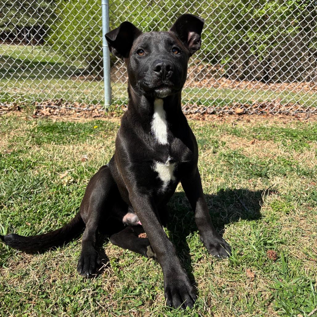 Enlarge Nox, a Adoptable Mixed Breed in Roxboro, NC image 3/6