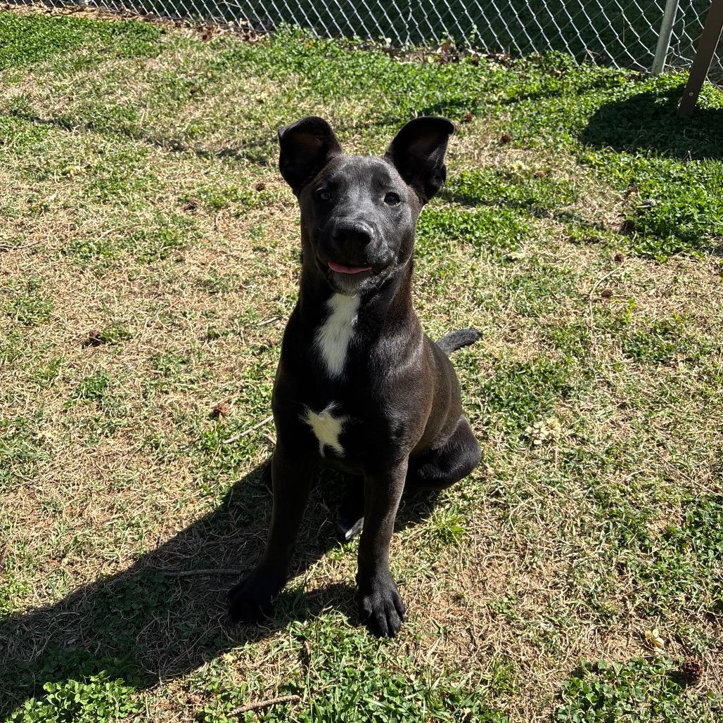 Enlarge Nox, a Adoptable Mixed Breed in Roxboro, NC image 4/6
