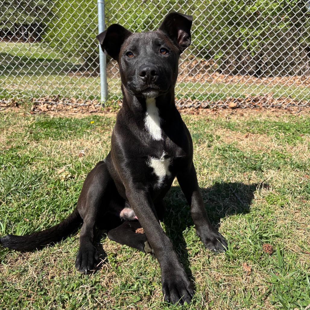 Enlarge Nox, a Adoptable Mixed Breed in Roxboro, NC image 5/6