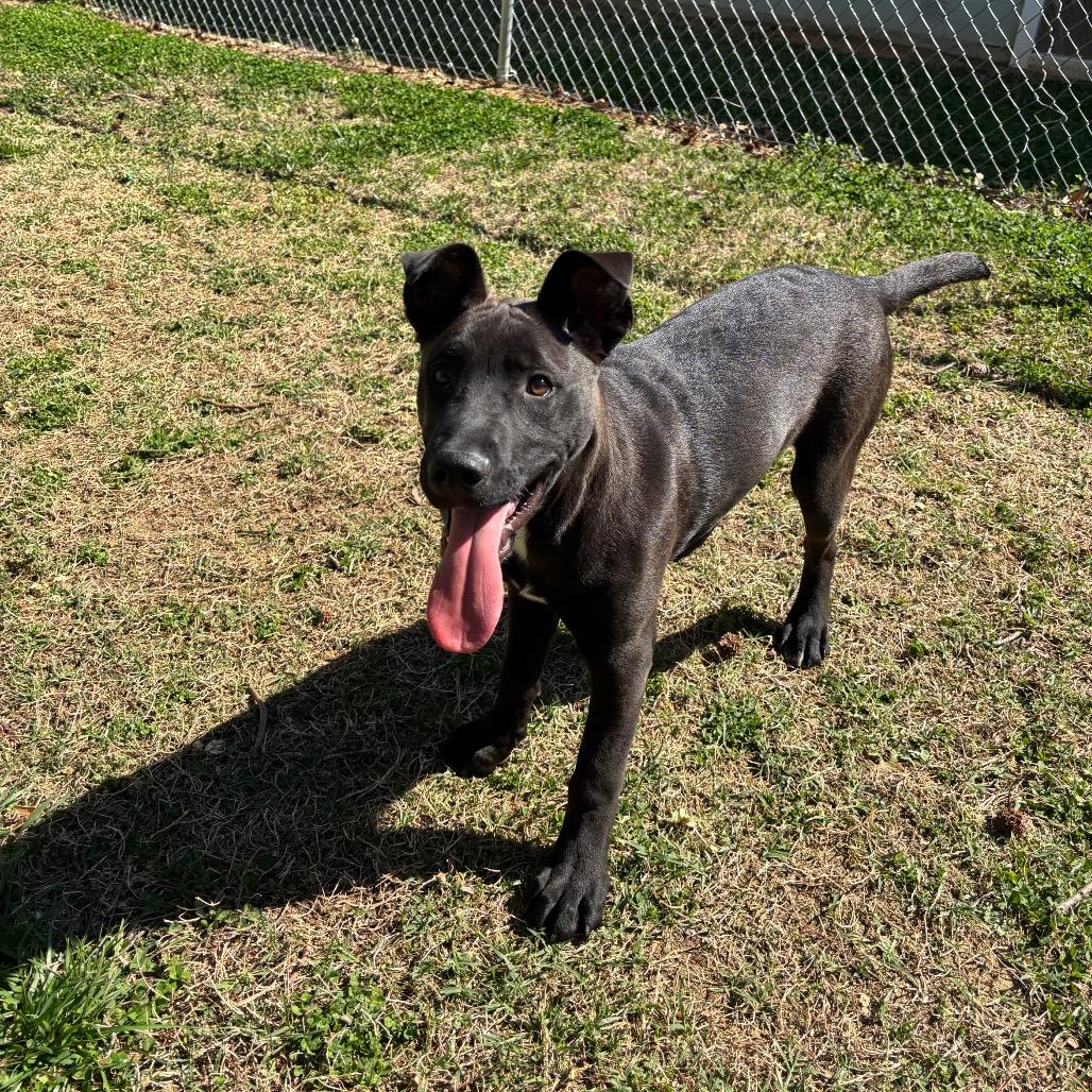Enlarge Nox, a Adoptable Mixed Breed in Roxboro, NC image 6/6